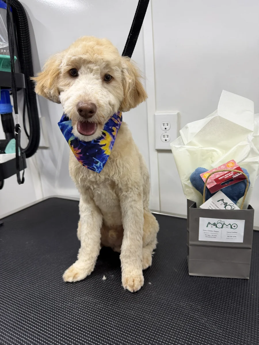 Apricot mini goldendoodle posing proudly beside Momo Pet Spa signature gift bag in Utah