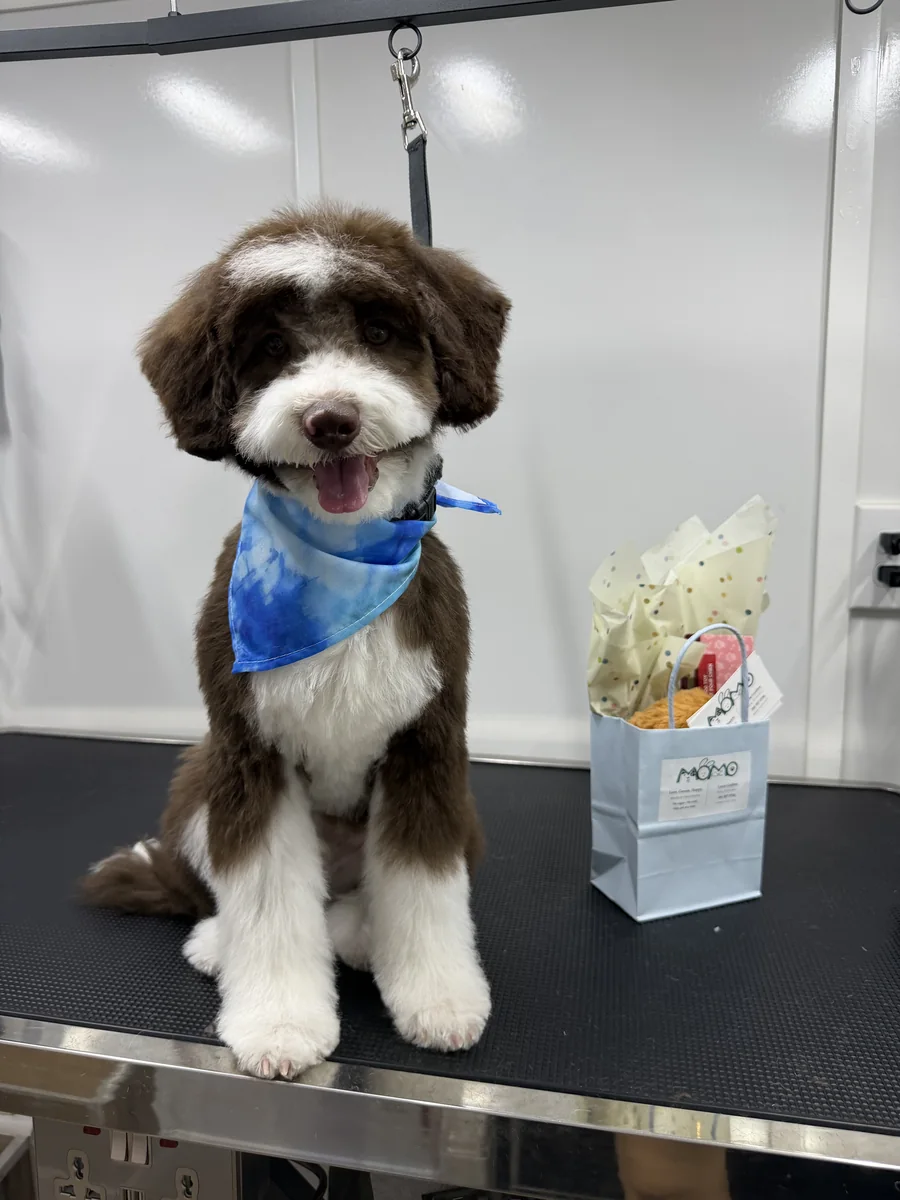 Cute Bernedoodle puppy enjoying its first mobile grooming session and gift bag in Utah