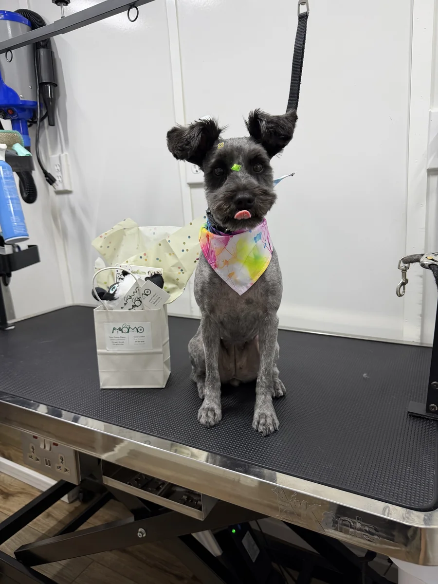 Fluffy pet with rounded head styling and Momo gift bag after mobile spa treatment in Utah