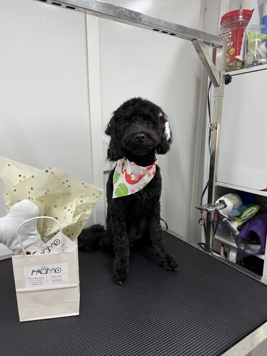 Miniature black poodle styled with cute strawberry bandana and Momo VIP gift bag in Utah