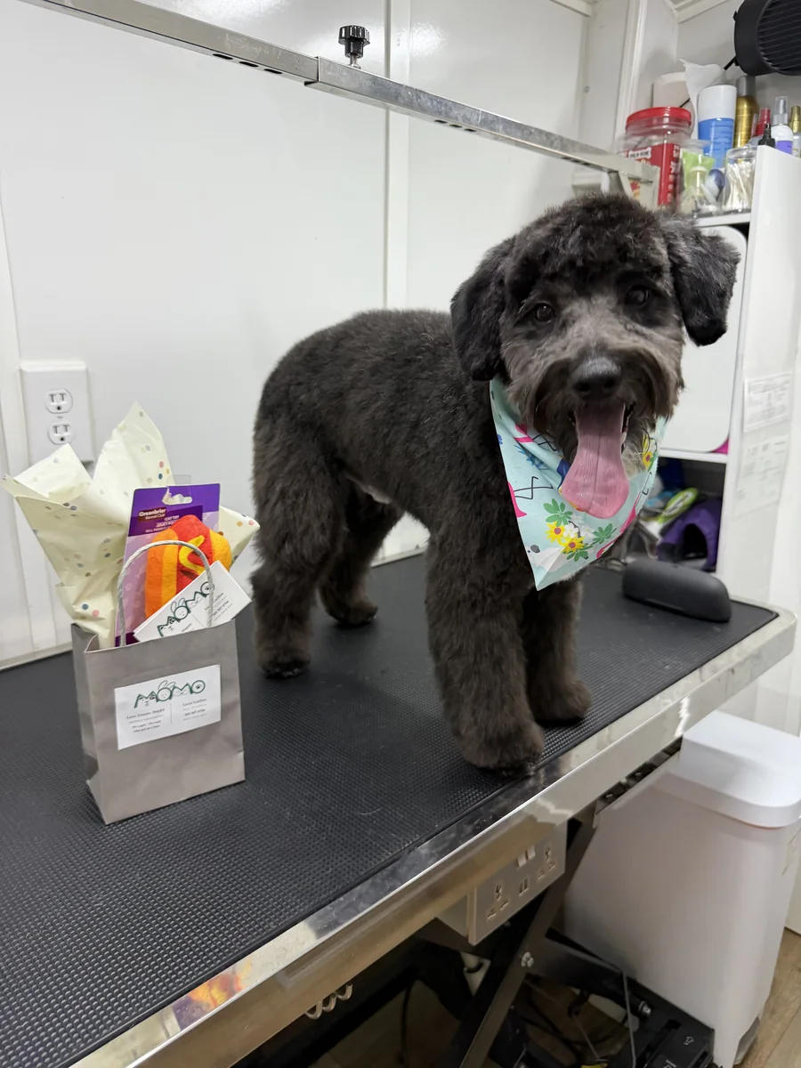 Black Schnoodle doodle happily posing with Momo gift bag after mobile grooming in Utah