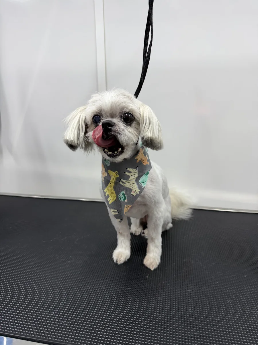 Fluffy Cockapoo relaxed on the mobile grooming table after warm hydro-massage bath in Utah