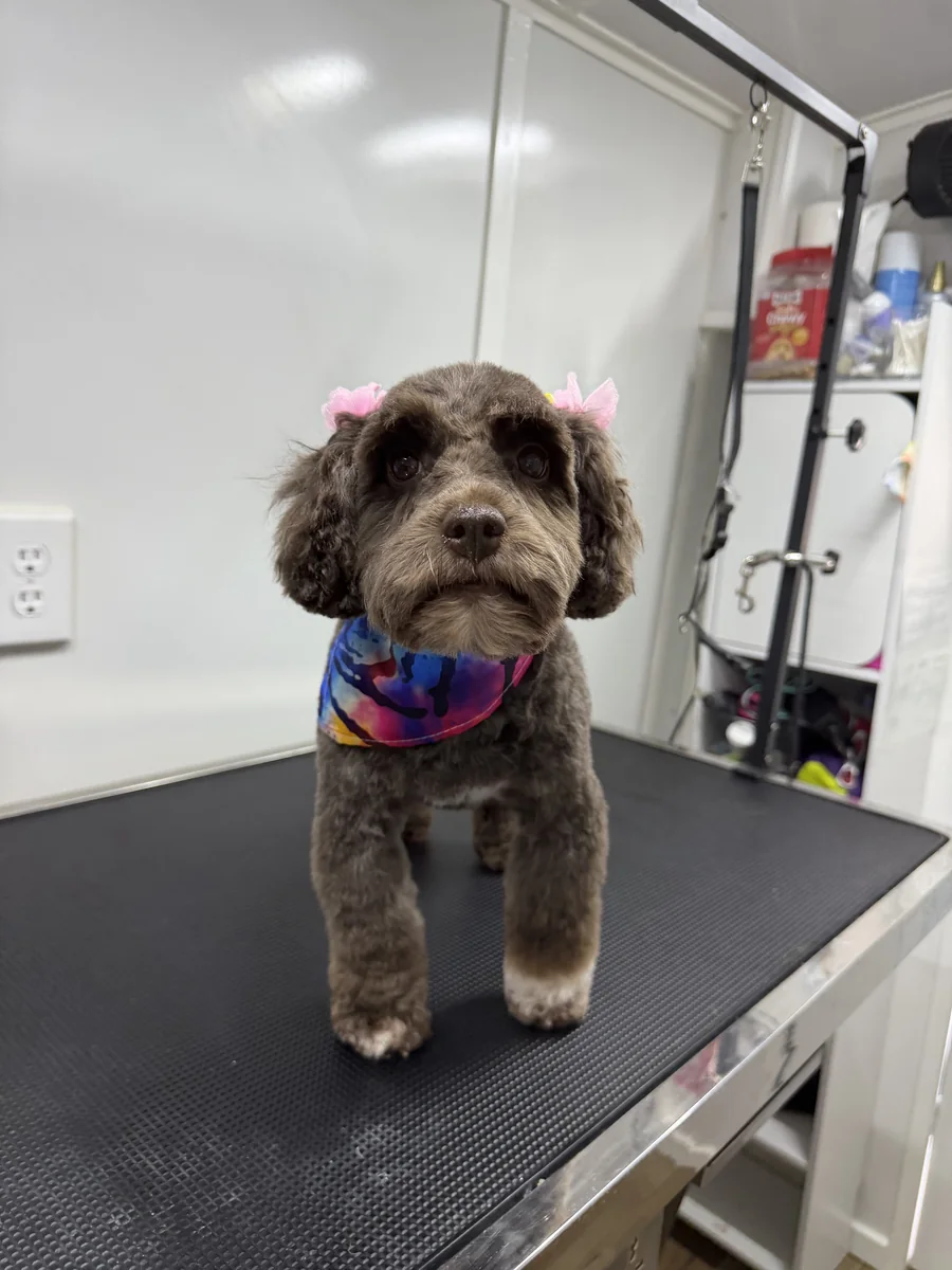 Cream colored Goldendoodle glowing after gentle organic bath and teeth brushing in Utah
