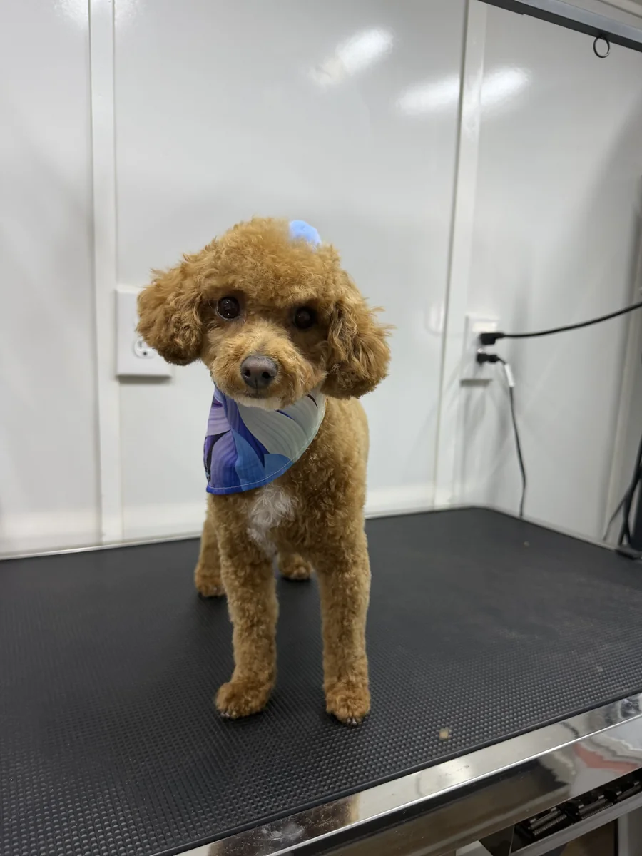Labradoodle with soft curly coat styled and de-matted inside Momo luxury mobile spa in Utah