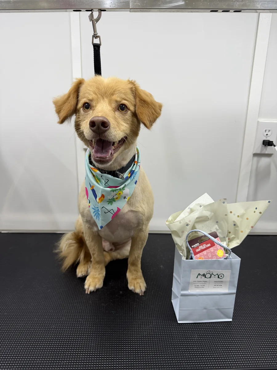 Golden retriever mix after full grooming, warm spa bath and Momo gift bag inside mobile van in Utah