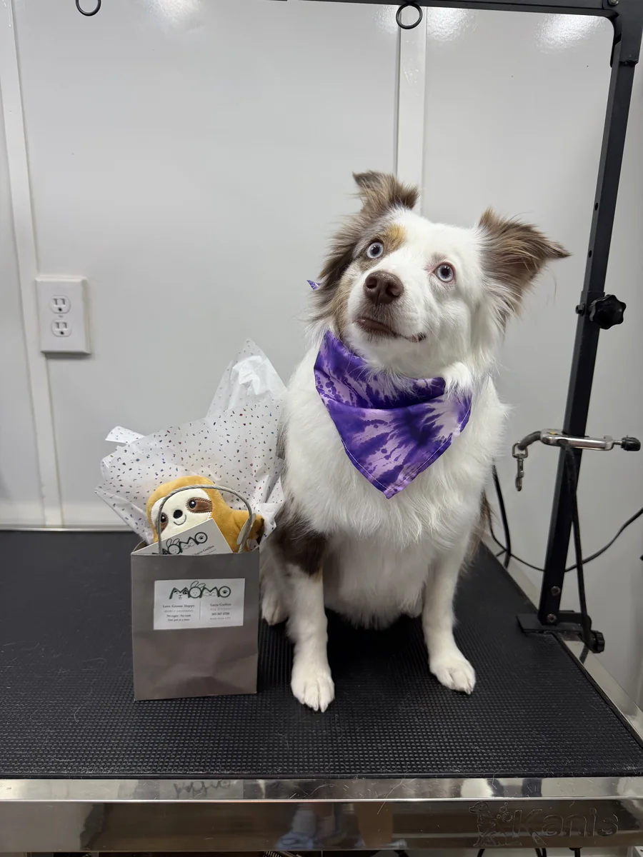 Happy terrier doodle mix showing off fresh trim and Momo gift bag in Utah