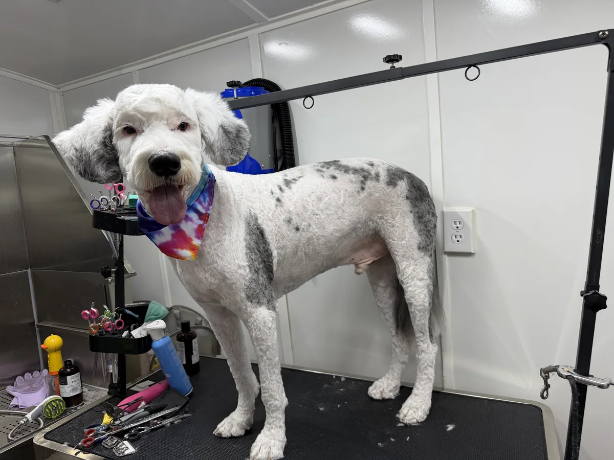 Large Sheepadoodle with fluffy legs and clean trimmed muzzle in Momo mobile salon in Utah