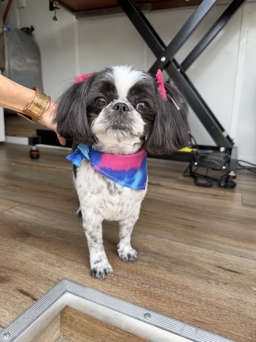 Shih Tzu mix looking adorable with silky coat and blueberry facial grooming treatment in Utah