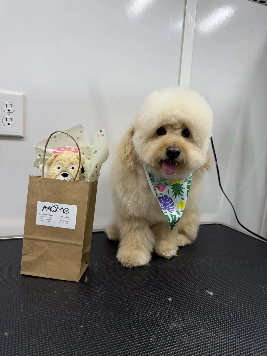 Toy Poodle showing off a fluffy teddy bear haircut and Momo gift bag after mobile grooming session in Utah