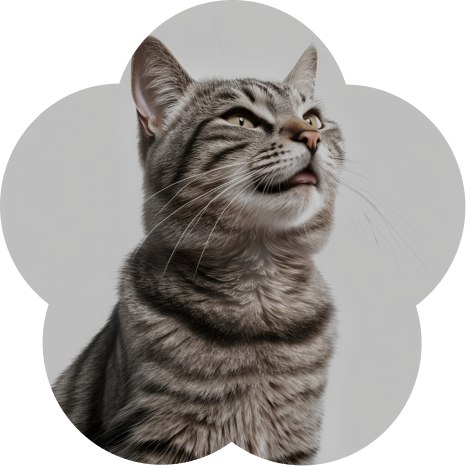 Cat client