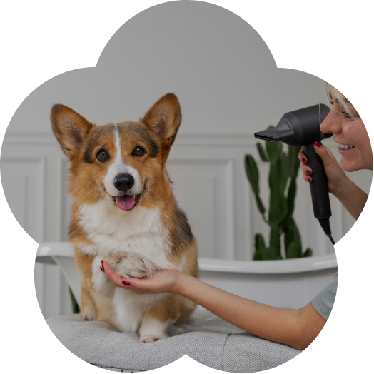 Corgi client