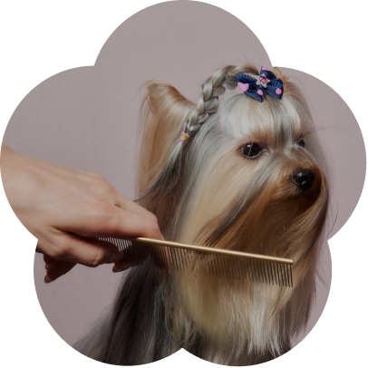 Pomeranian client