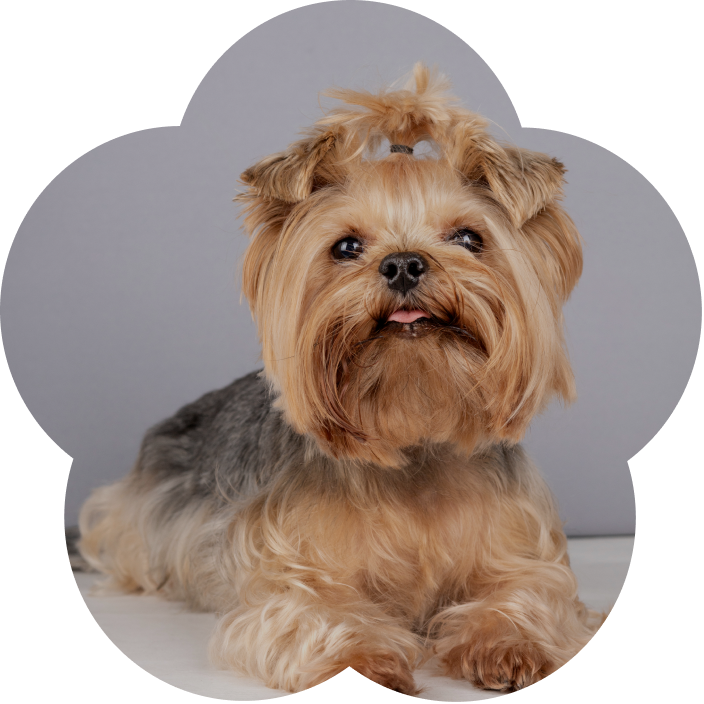 Yorkie client